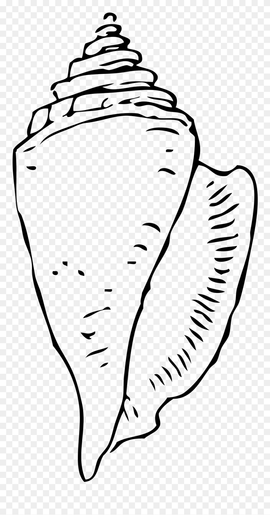 Free Seashell - Seashell Clipart Black And White - Png Download