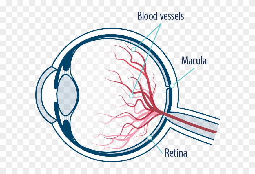 Eye Blood Vessels, Macula, And Retina - Macular Degeneration Eye Png Clipart Transparent Png