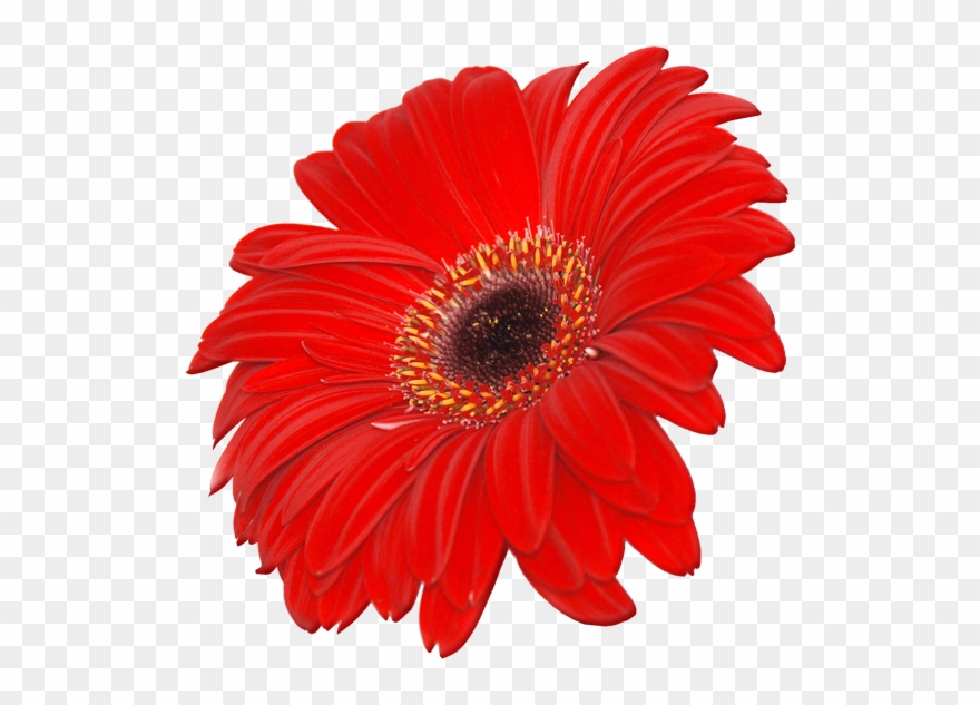 Red Flower Clipart September Flower - Flowers Images Hd Png Transparent Png