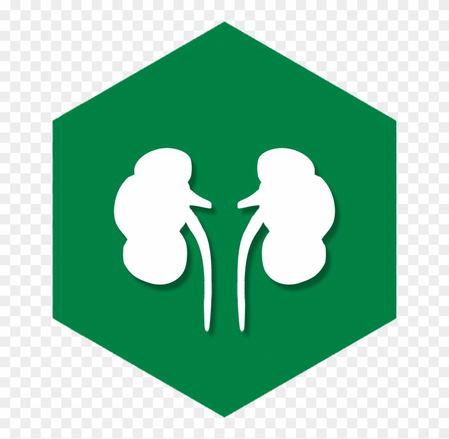 Kidney Diseases - Nginx Jpg Clipart