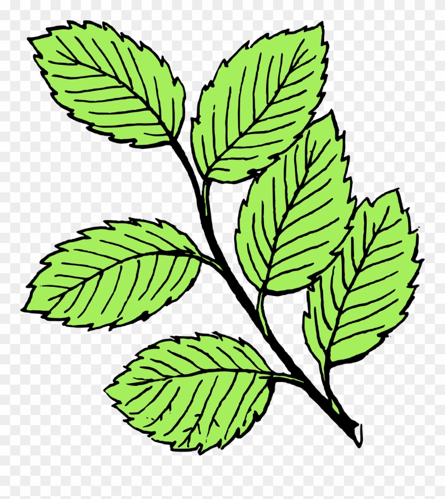 Leaves Clip Art - Png Download