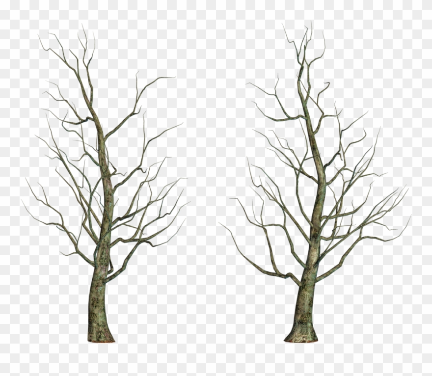Leafless Tree Png Images - Portable Network Graphics Clipart