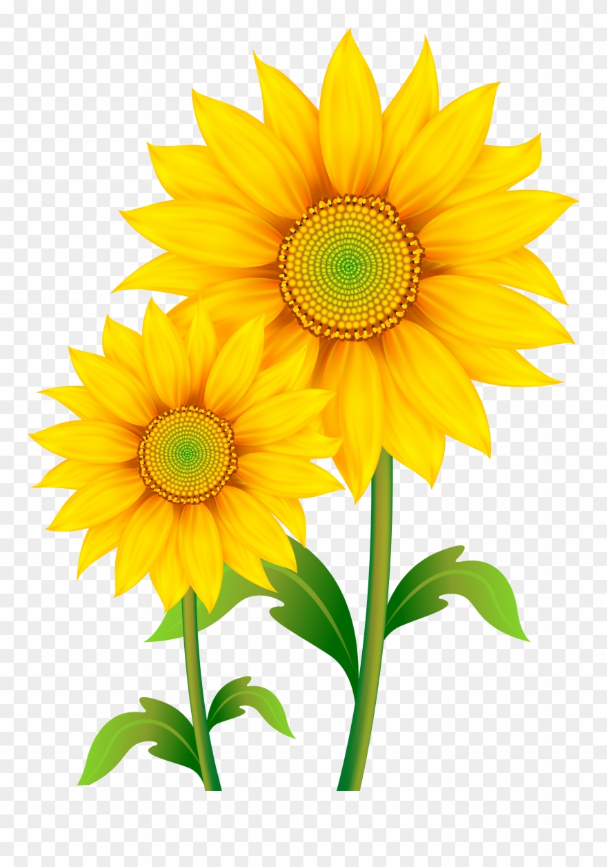 Transparent Png Image Gallery Picture Black And White - Transparent Background Sunflower Clipart