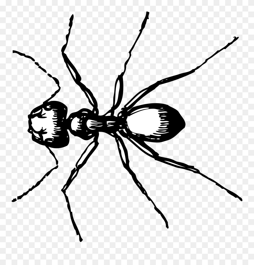 Clip Art Black And White Stock Carpenter Clipart Sketch - Ant Black And White Drawing - Png Download