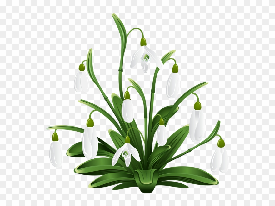 Flower Clips, Flower Art, Free Clipart Images, Flower - Snow Drops Clip Art - Png Download