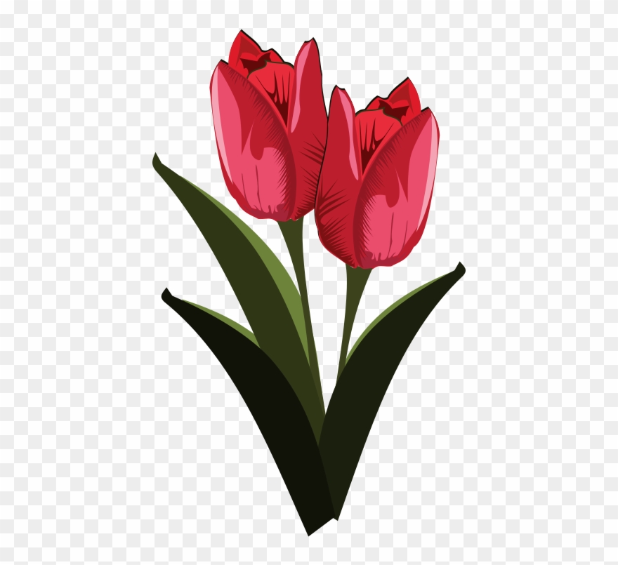Tulip Free To Use Clip Art - Tulips Flower Clip Art - Png Download