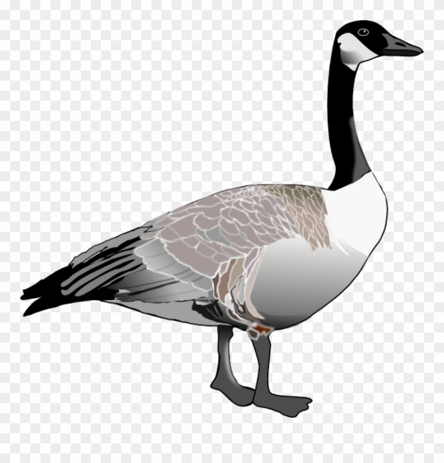 Geese Clip Art - Canada Goose Black And White - Png Download