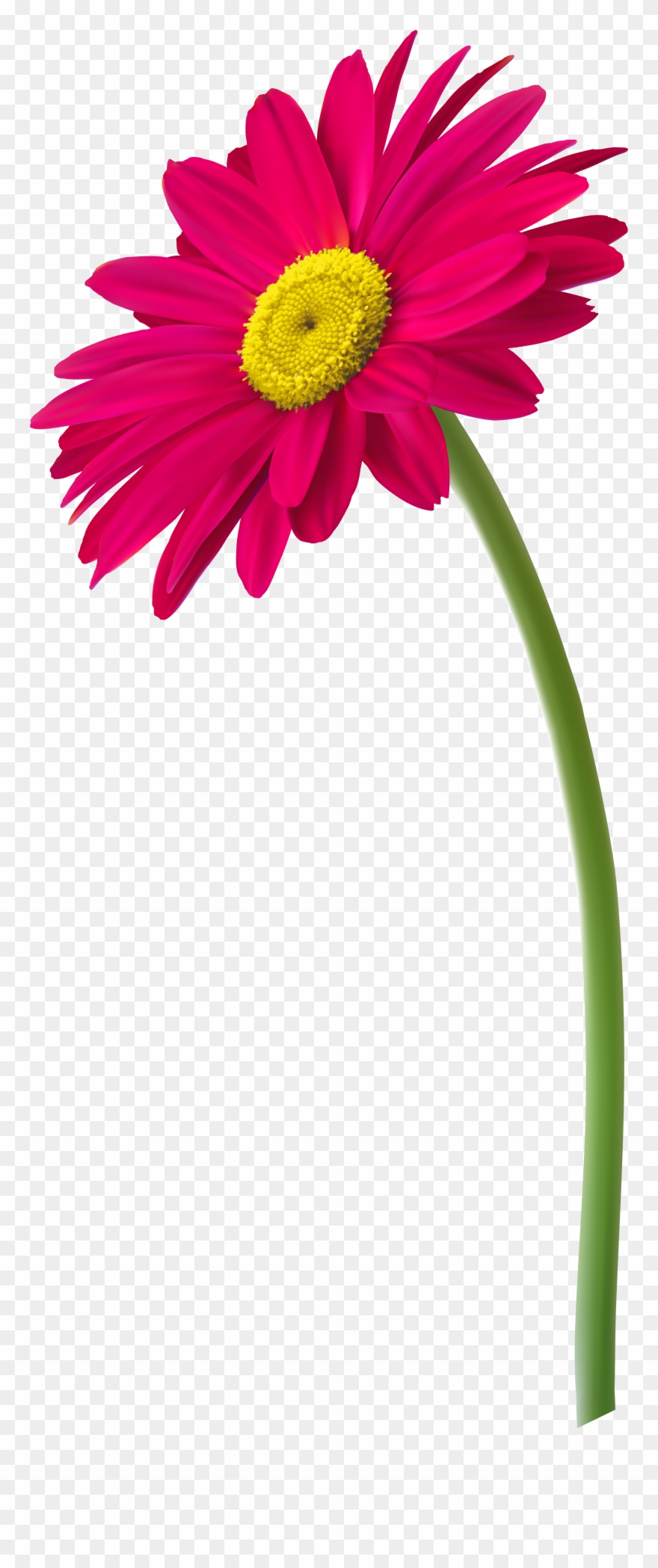 Gerbera Clipart - Png Download