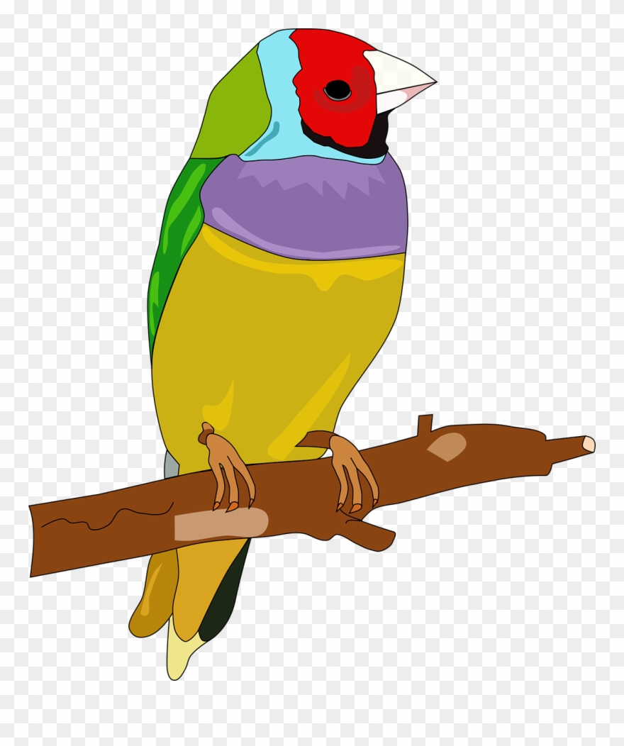 Bird Passerine Color Drawing Feather - Color Drawing Of Bird Clipart