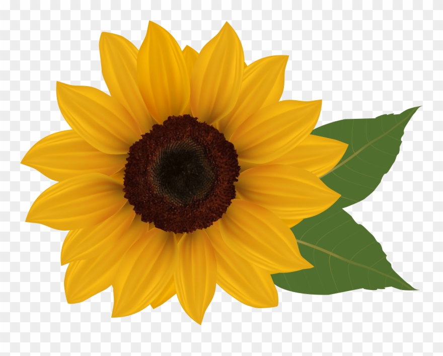 Clip Art Sunflowers - Sunflower With Transparent Background - Png Download
