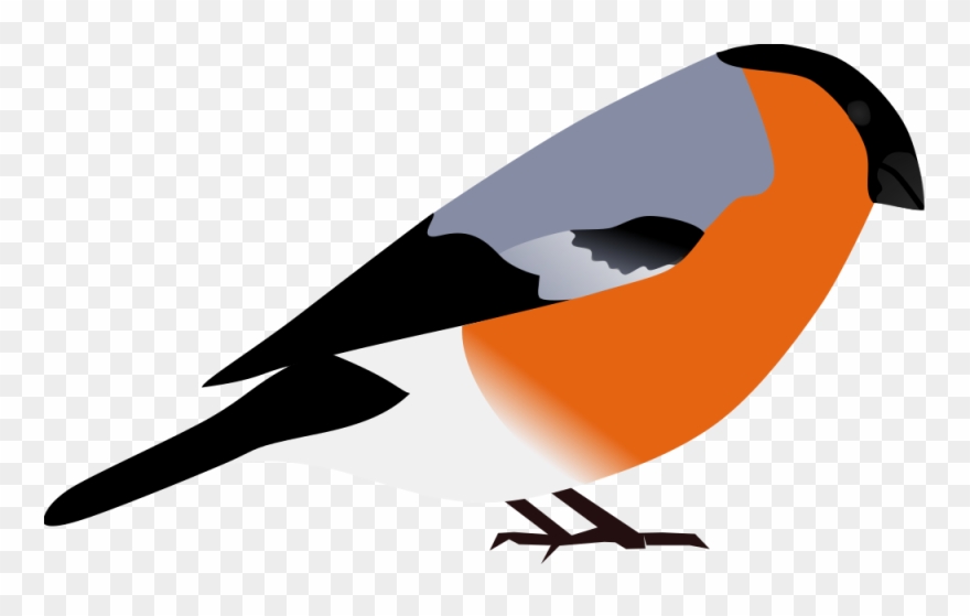 Download Image Library Library Knot Clip Art Vector - Bullfinch Clipart - Png Download