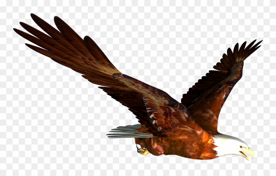 Bald Eagle Free Eagle Clip Art Pictures - Hass Hasib Background Stock - Png Download