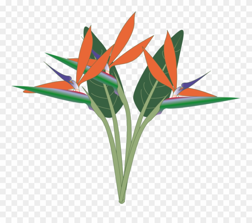Paradise - Bird Of Paradise Svg Clipart