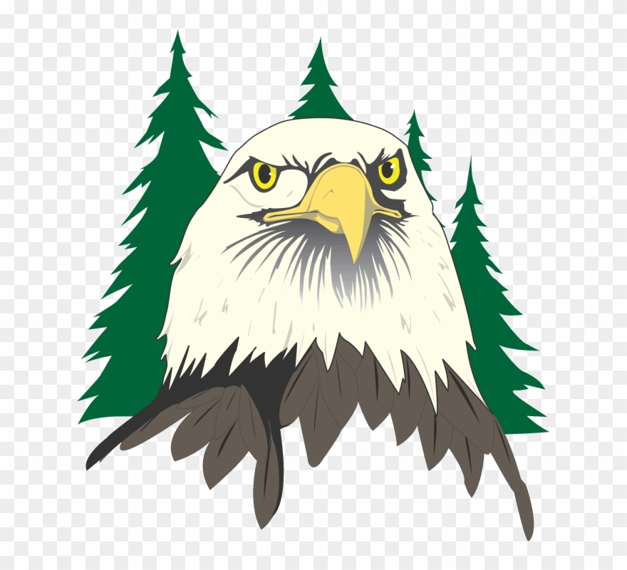 Bald Eagle Head Clip Art - Png Download