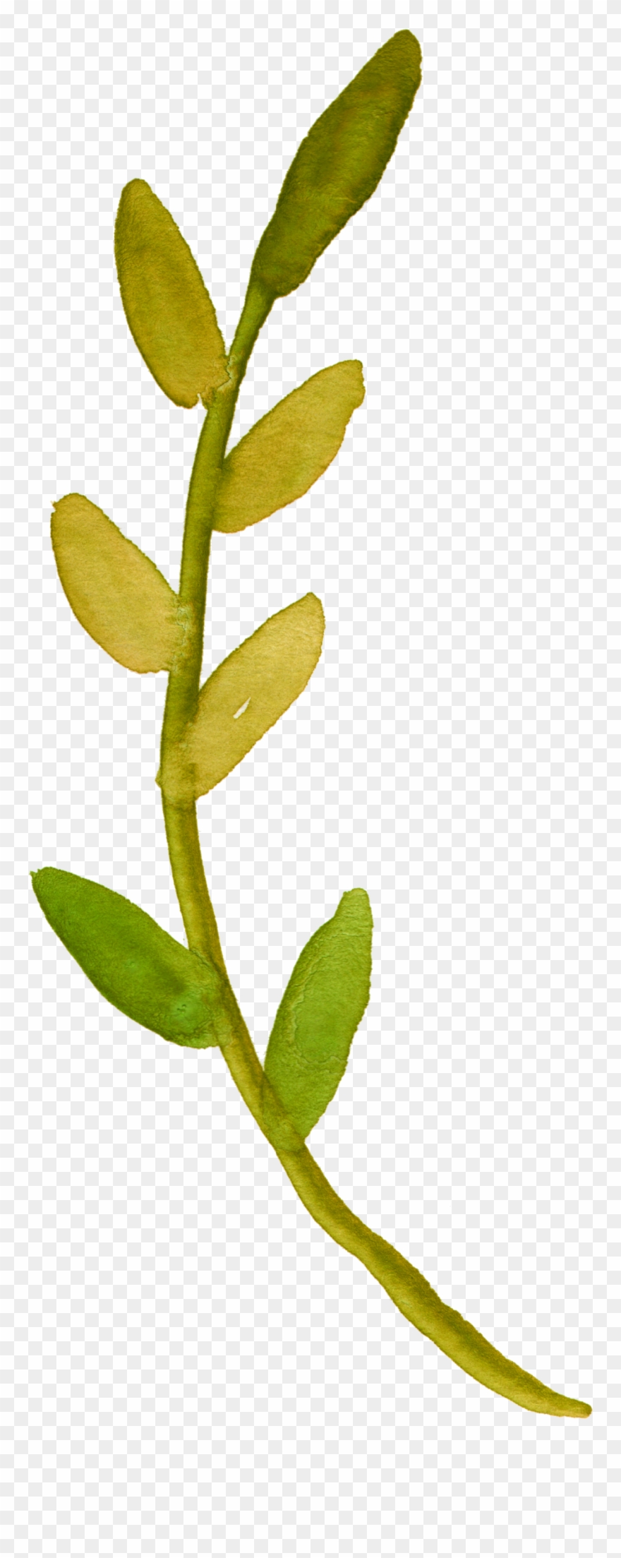 Free Fall Watercolor Floral Clip Art- So Pretty - Watercolor Floral Clip Art - Png Download