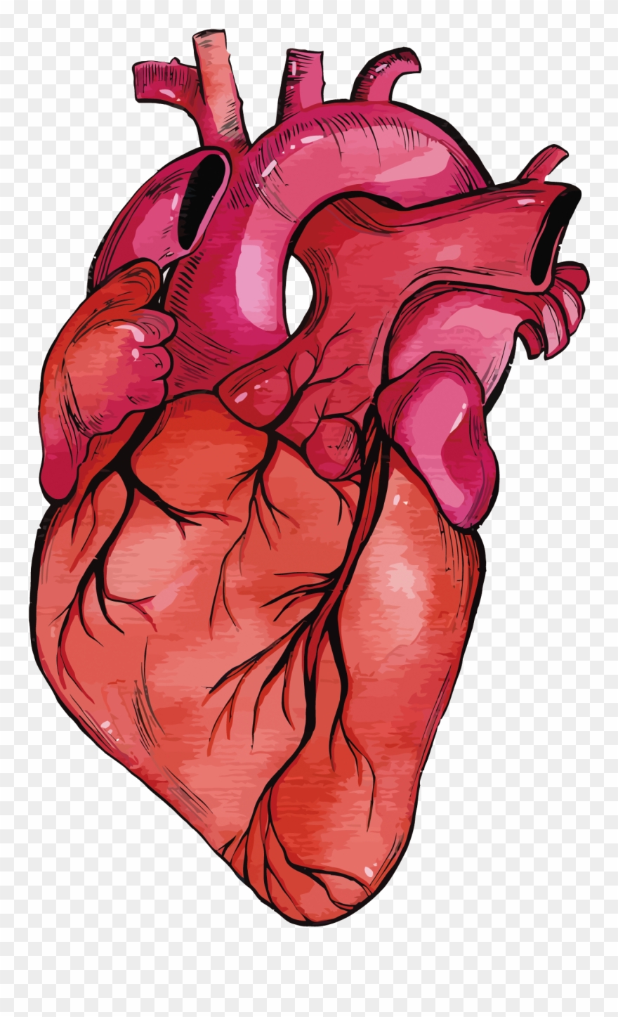 Anatomy Vector Human Heart Clipart Transparent Stock - Realistic Heart Model Png