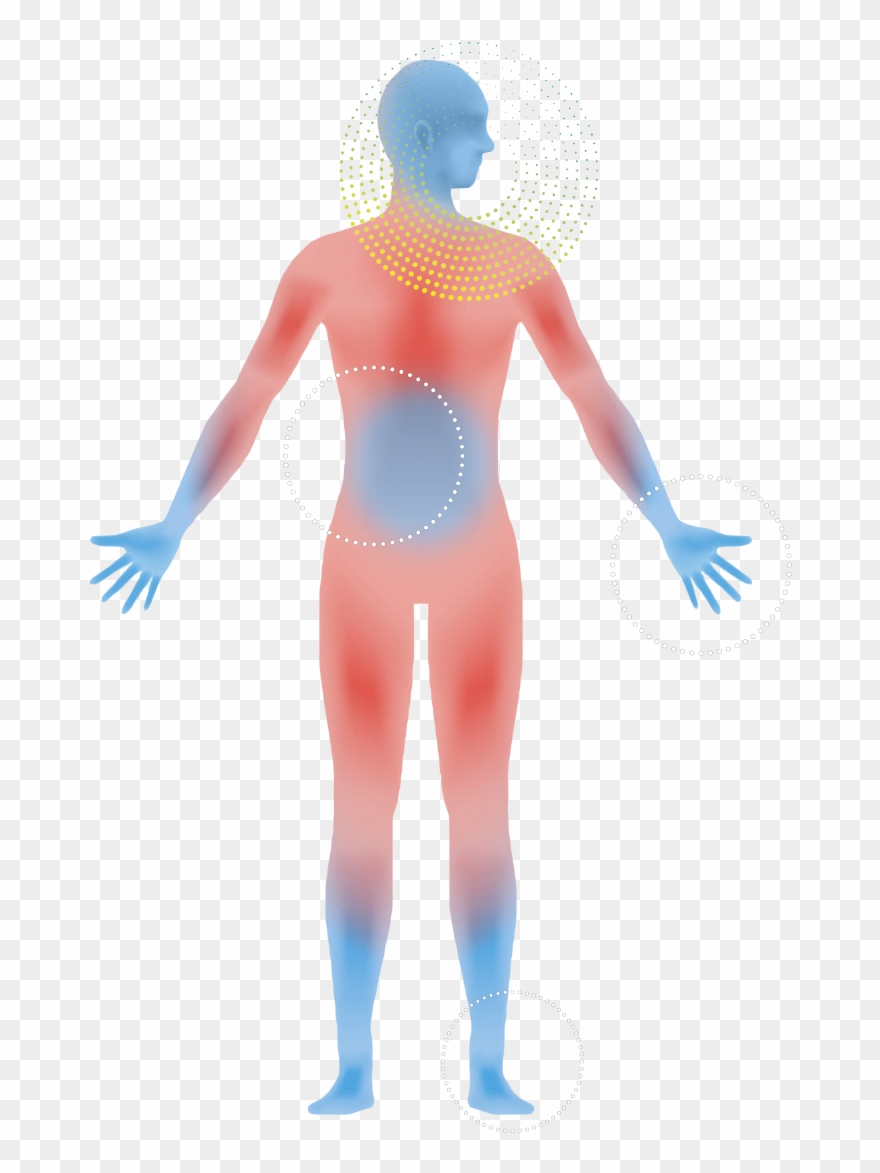 Graphic Royalty Free Download The Ki Of Living - Nervous System Clip Art - Png Download