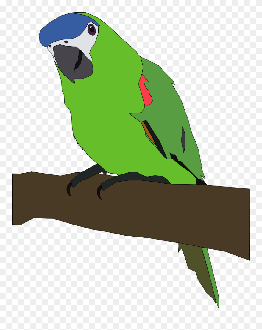 Budgerigar Lovebird Macaw Parrots Download - Starts With Letter B Clipart