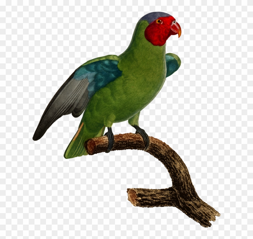 Budgerigar Parrot Lovebird Parakeet - Parrot Clipart