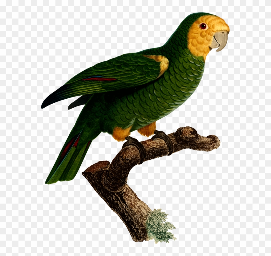 Budgerigar Parrot Macaw Art Bird - Art Print: Small Barraband Parrot Pl 98, 61x46cm. Clipart