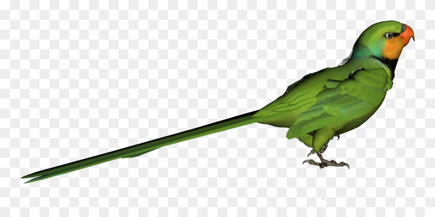 Green Parrot Cliparts - Parrot - Png Download