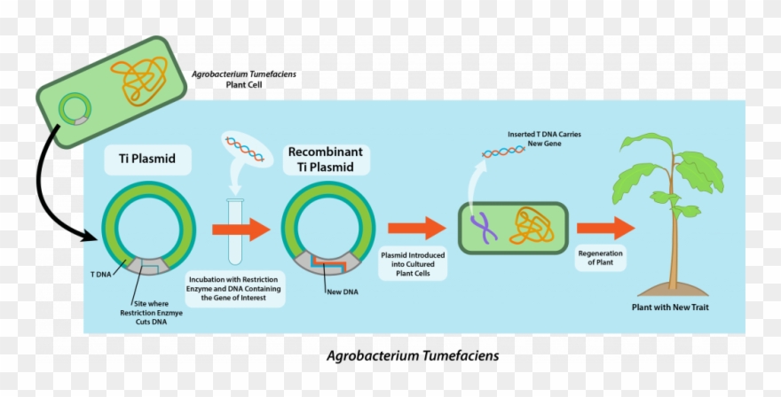 Image Library Download Cell Vector Plant - Inserting Recombinant Dna Into Host Cells Clipart