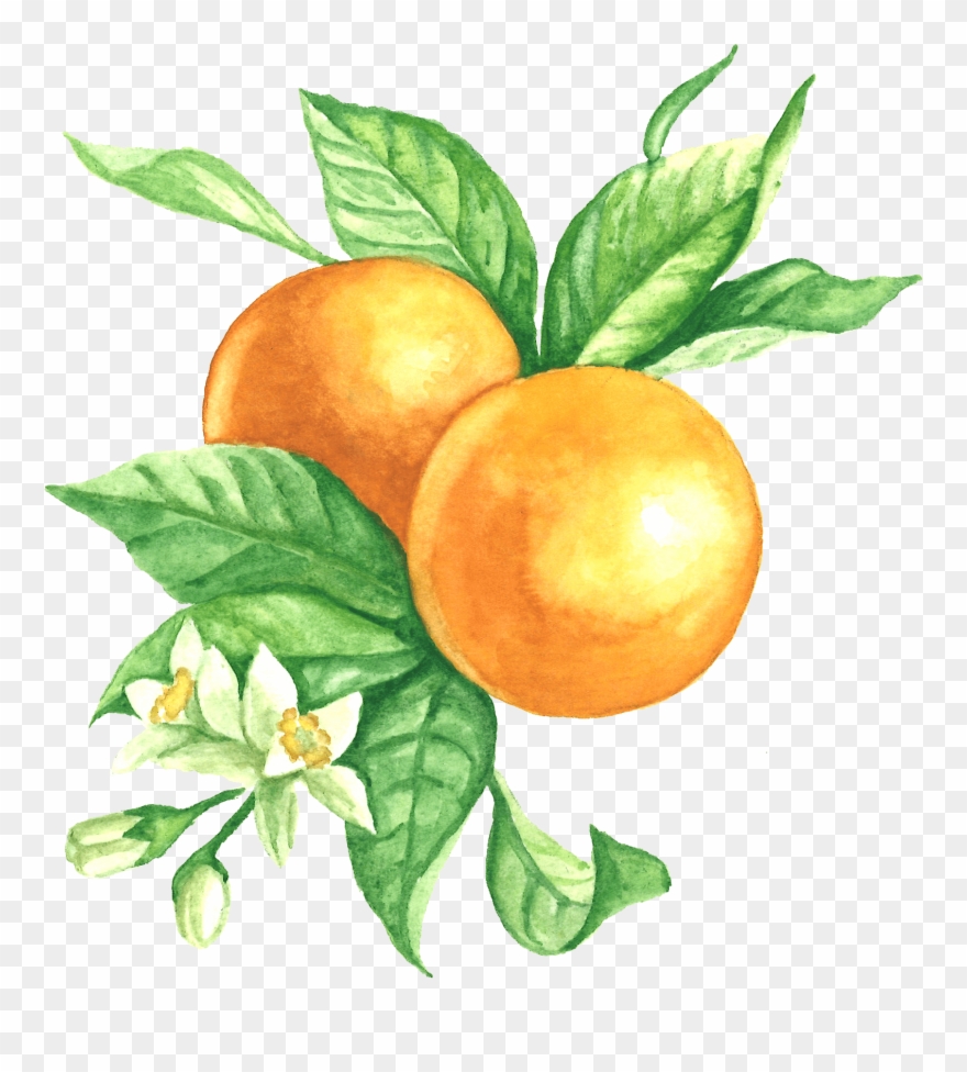 Bitter Orange Clipart
