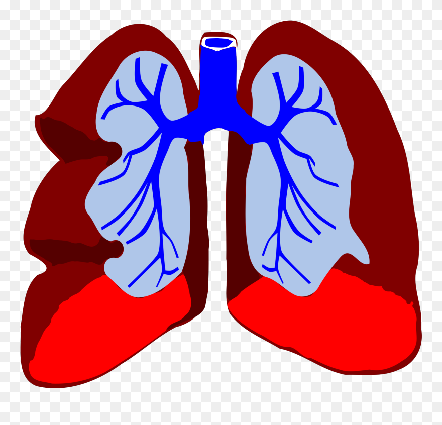 Lungs Clip Art - Png Download