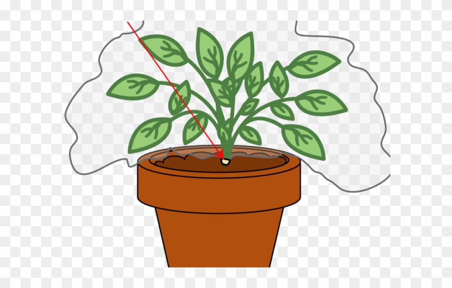 Pot Plant Clipart Plant Nursery - Transpiration Experiment - Png Download