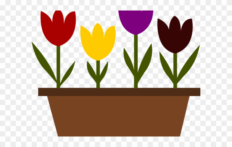 Pot Plant Clipart Tulip Plant - Draw Tulips In A Pot - Png Download