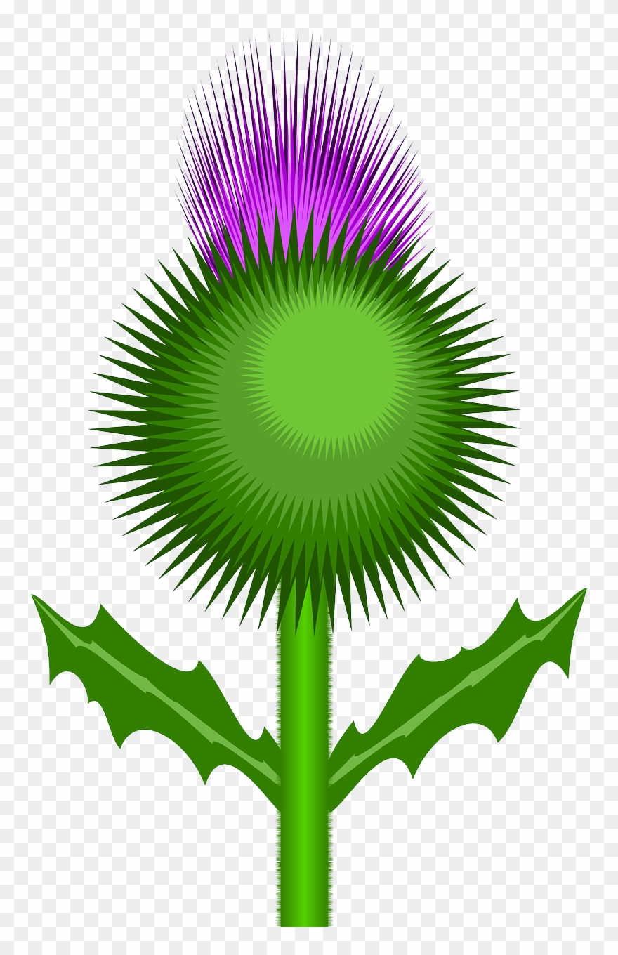Vector - Scottish Thistle Cartoon Clipart