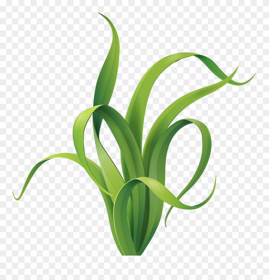 Graphic Transparent Pin By Jenifer Scott - Algas Marinas Animadas Png Clipart