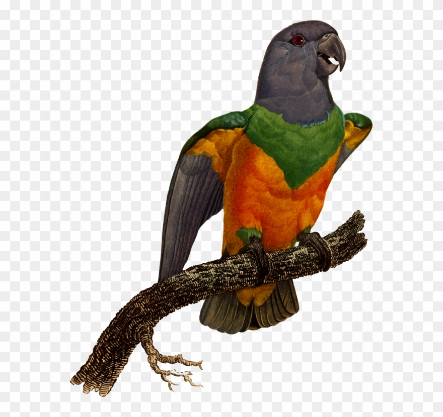 Macaw Blue-winged Parrotlet Eclectus Parrot - Parrot Clipart