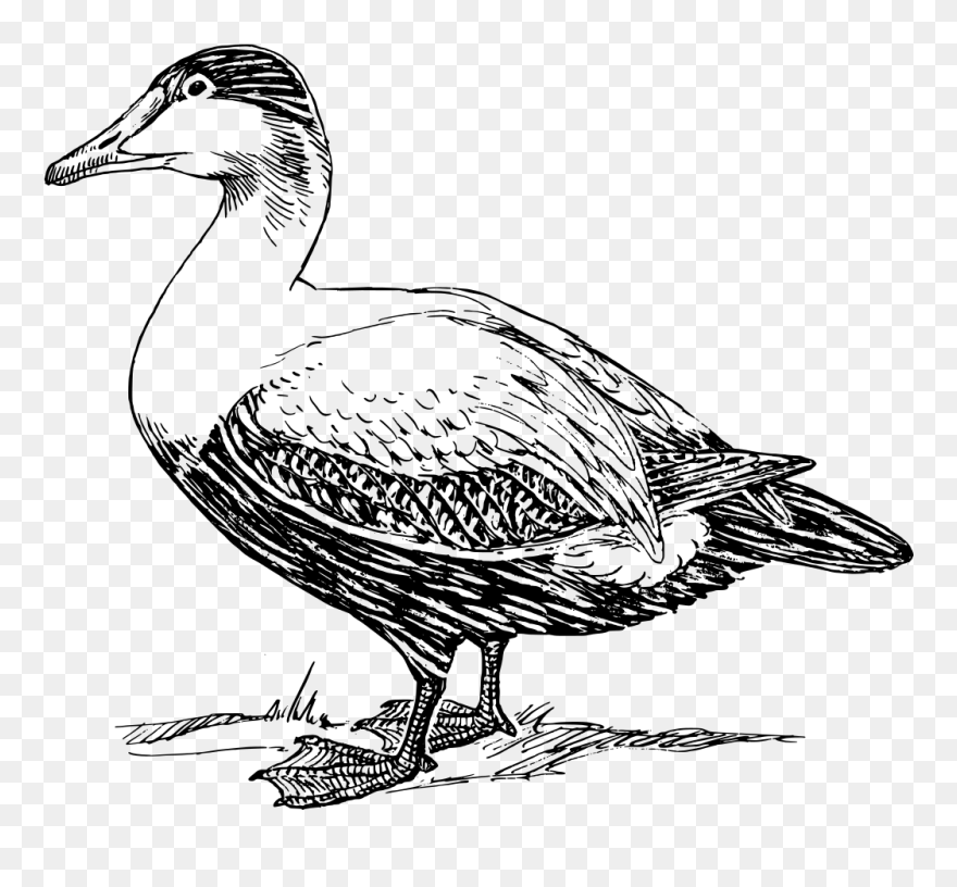 Free Elder Duck - Clip Art Black And White Duck - Png Download