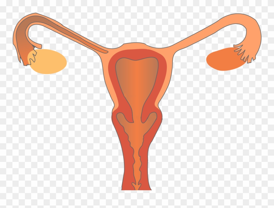 What People Are Saying - Reproductive System Png Clipart