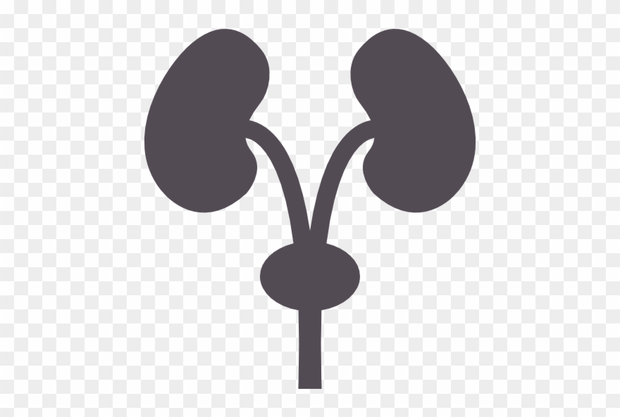 Department Of Nephrology Best Treatment Hospital In - Kidney Clipart