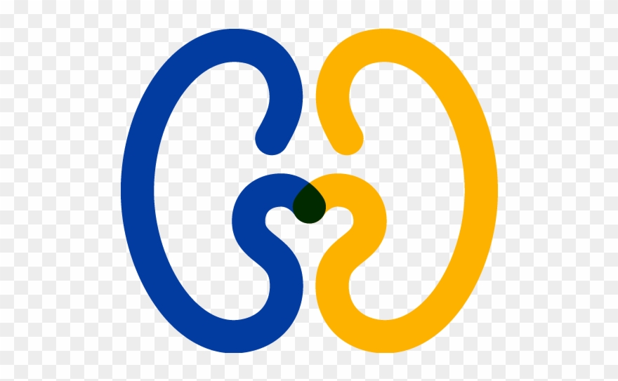 Nephrology Division Duke Department - Urology Clipart