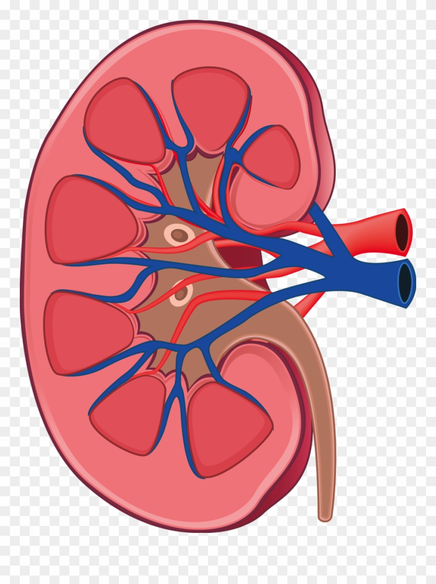 Image Free Library Kidney Clipart Kidney Anatomy - Kidney In Human Body - Png Download