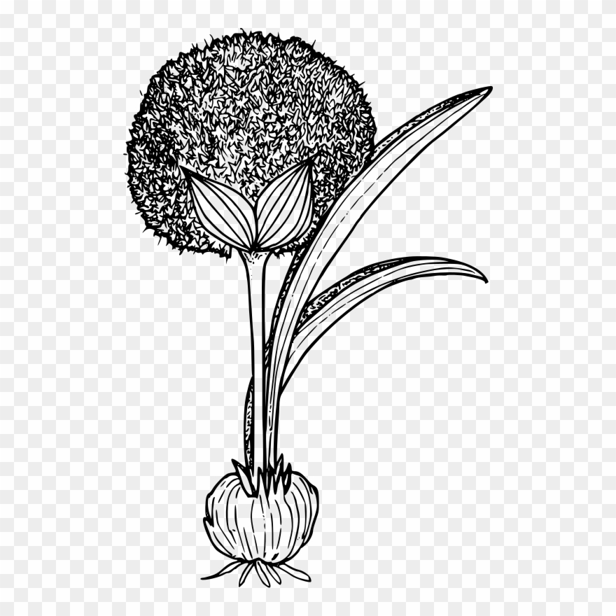 All Photo Png Clipart - Clip Art Transparent Png