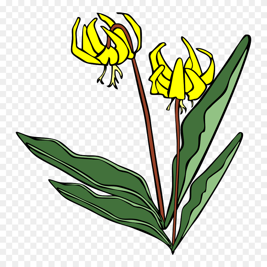 All Photo Png Clipart - Yellow Avalanche Lily Transparent Png