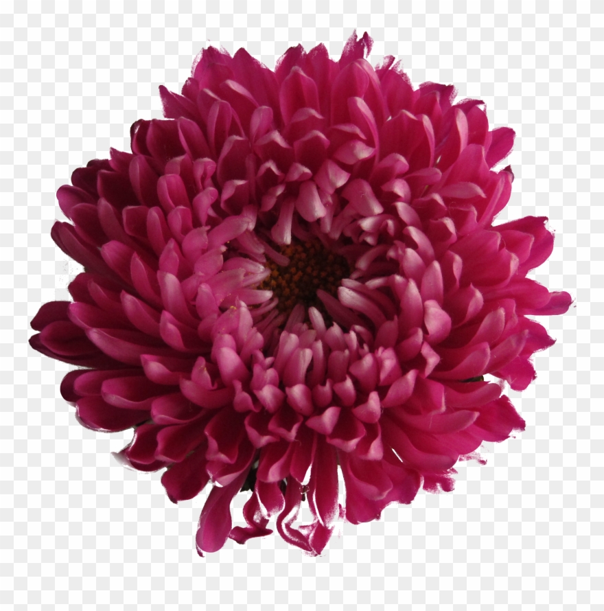 Chrysanthemum Clipart White Background - Purple Red Flower Png