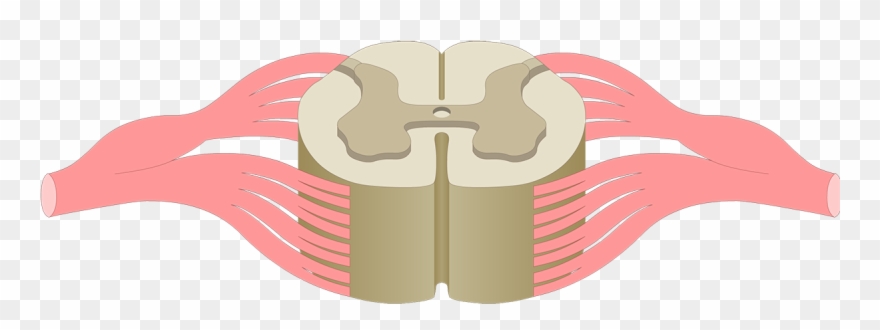 An Image Showing The Gray Matter Of A Spinal Cord Segment - Blank Spinal Cord Diagram Clipart
