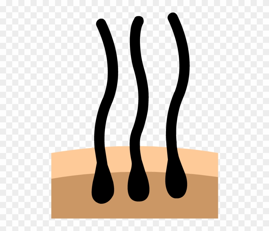 Hair - Illustration Clipart