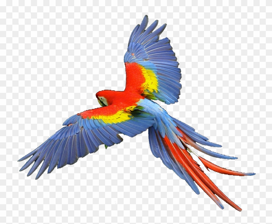 Macaw Scarlet - Macaw Png Clipart