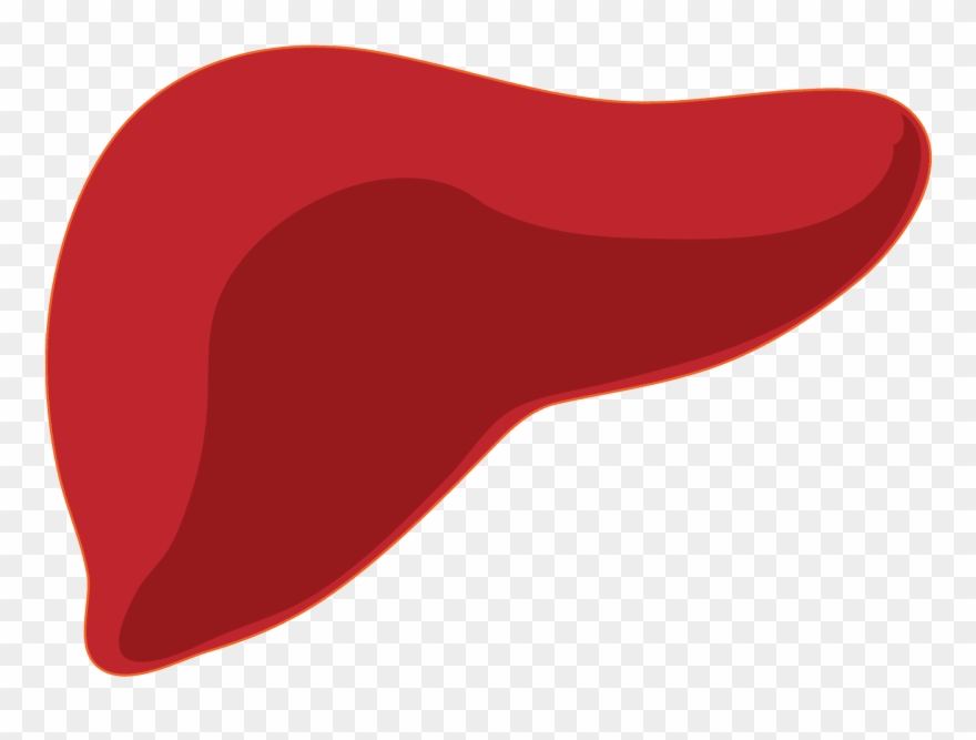 Benefits Of Lemon Water That Someone - Liver Png Clipart