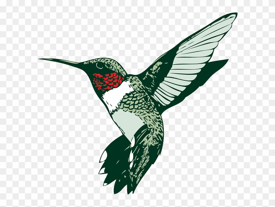 Climate Change Impacts On Wildlife Webinar - Humming Bird Clip Art - Png Download