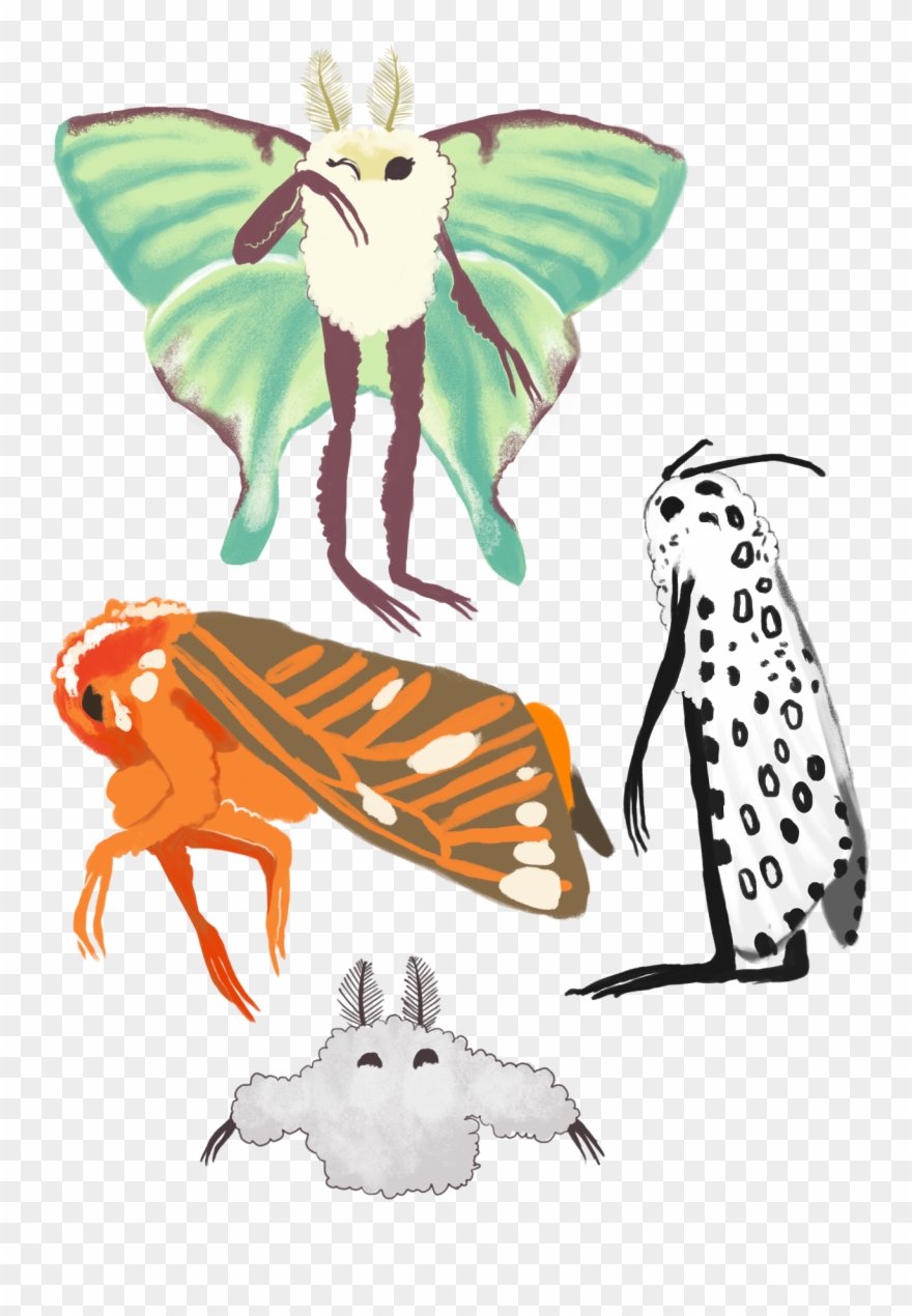 Moth Clipart Tumblr Transparent - Drawing - Png Download