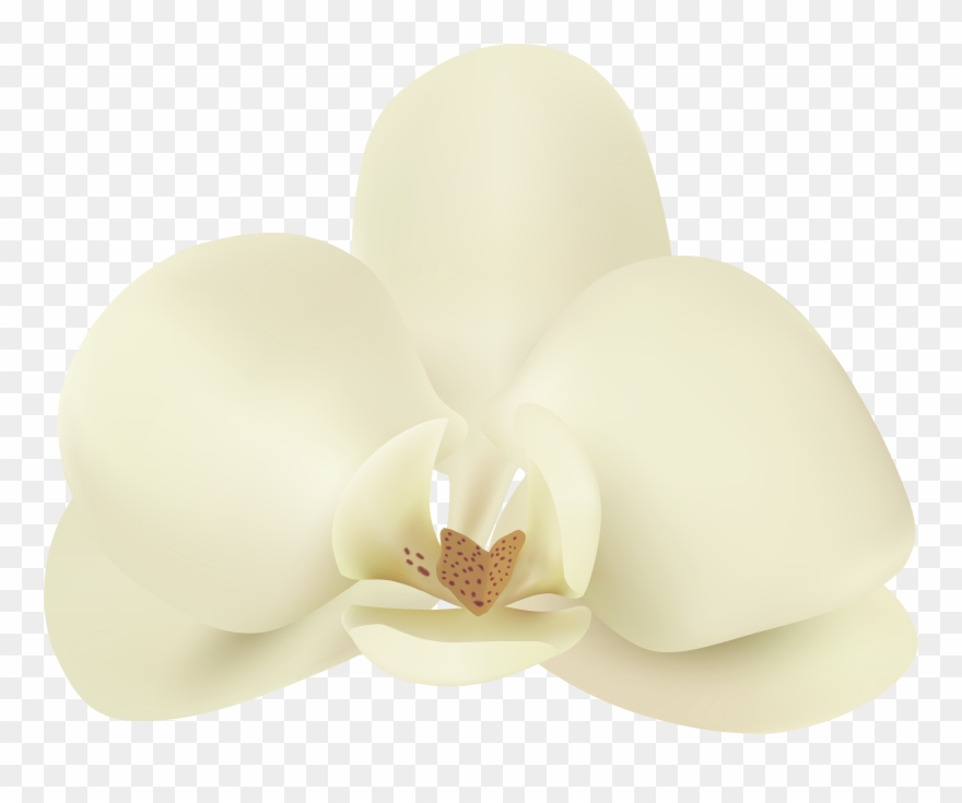 Moth Clipart - Png Download