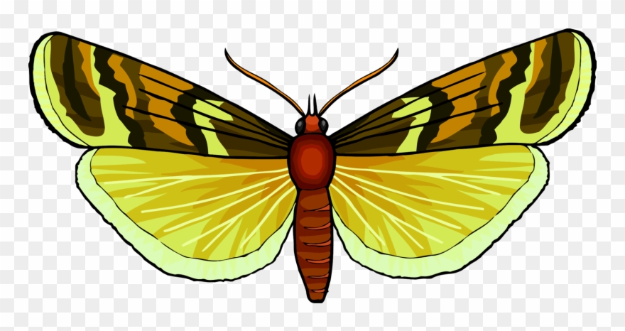 Monarch Butterfly Pieridae Brush-footed Butterflies - Butterfly Clipart