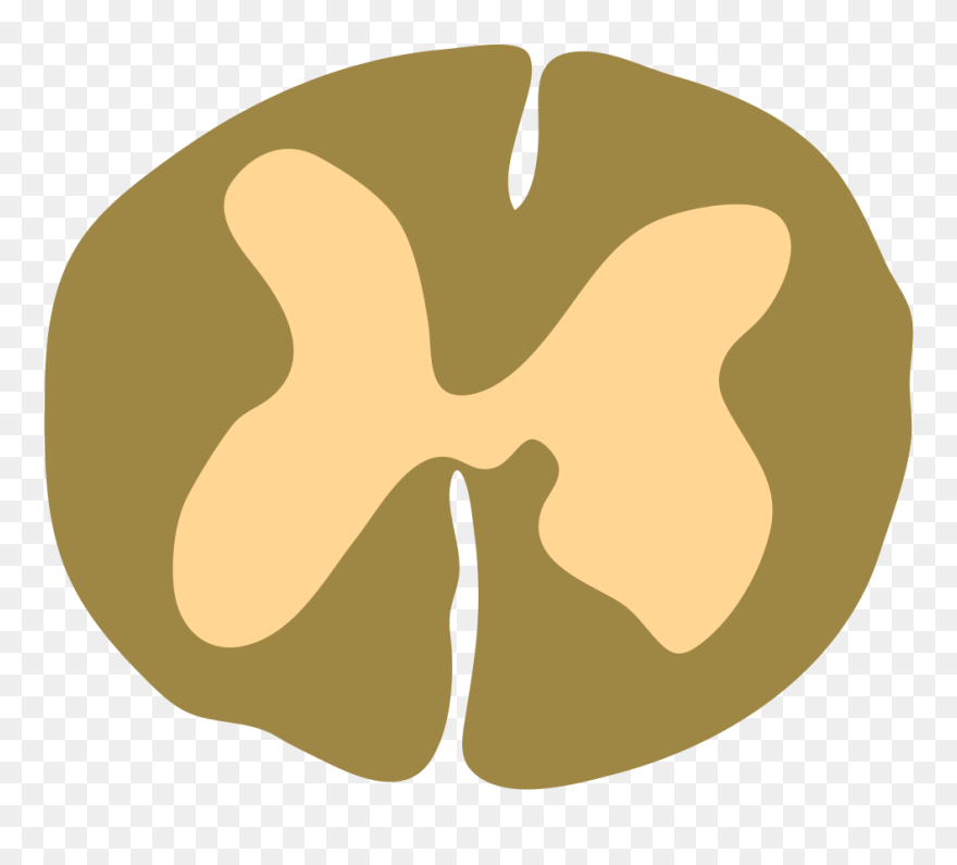 Lumbar Cross Section - Spinal Cord Cross Section Png Clipart